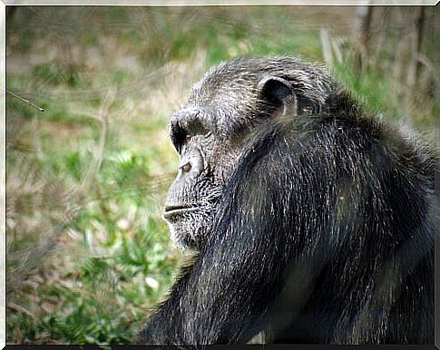 chimpanzee