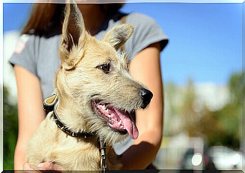 Are you going to adopt a dog?  Know the laws