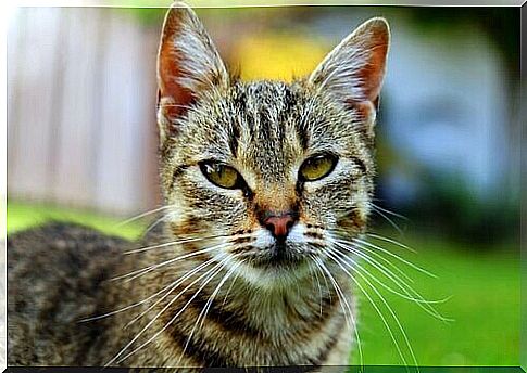 asian tabby cat