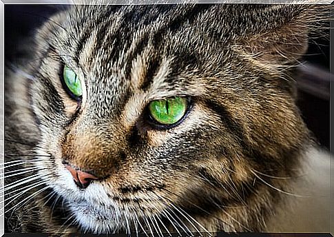 green eyed cat 