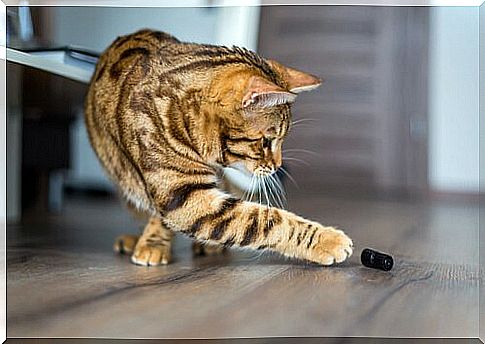 cat playing with insect