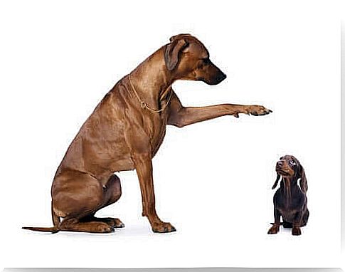 Large breed and small breed dog