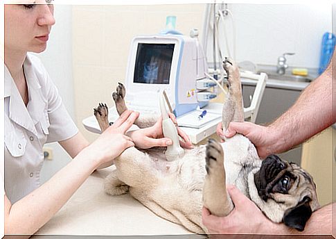 little dog doing an ultrasound