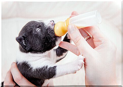 puppy taking a bottle