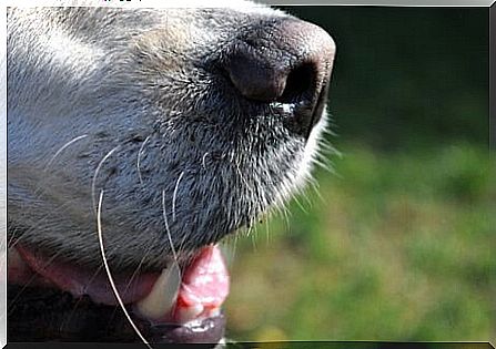 Bad breath in dogs: how to solve it?