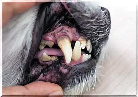 Cachorro com tártaro nos dentes e gengivite