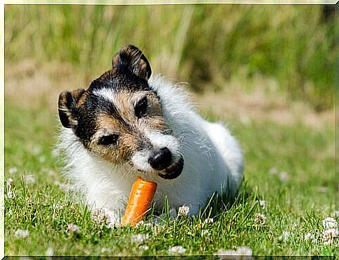 Cachorro comendo cenoura: bom para os dentes