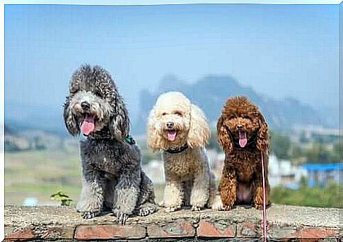 Poodles of various colors