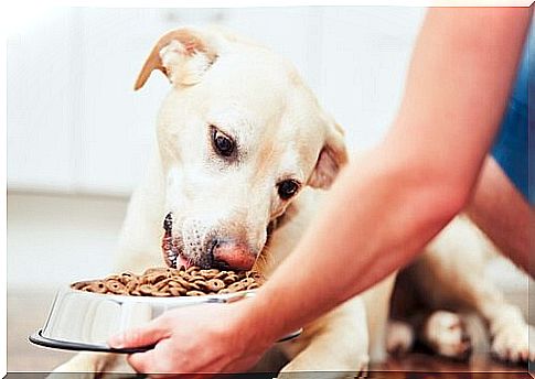 The best food for your dog: value for money