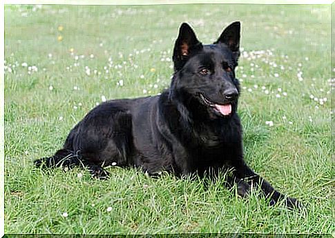 Black German Shepherd: Everything You Didn't Know About This Breed