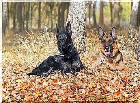 Black German Shepherd: Everything You Didn't Know About This Breed