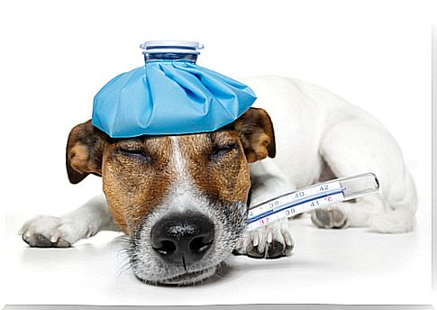 Bleeding symptoms in dogs