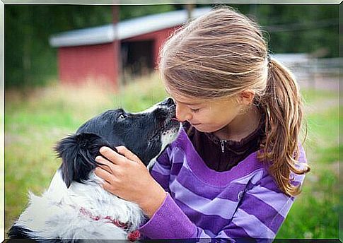 Border Collie licking girl face