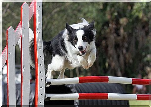 Agility Border Collie