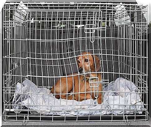 Dog in a shipping crate