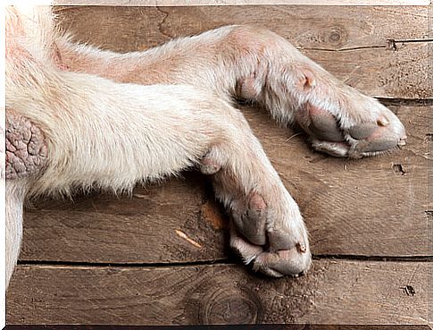 Calluses on dogs' paws: what to do?