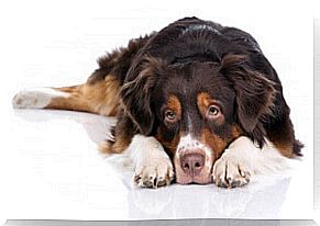 Dog lying on the hard floor.