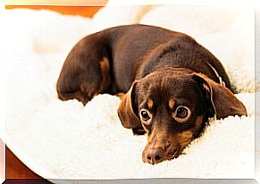 Puppy on soft blanket.