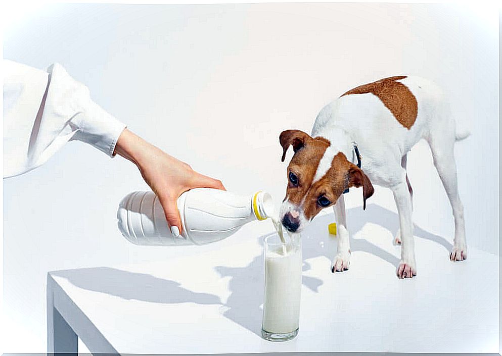 Can dogs drink milk?