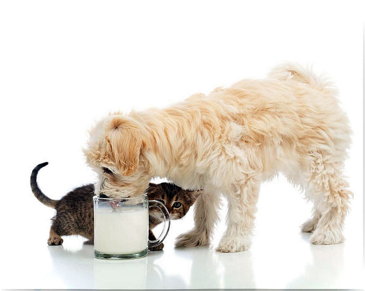 Can a dog drink milk?