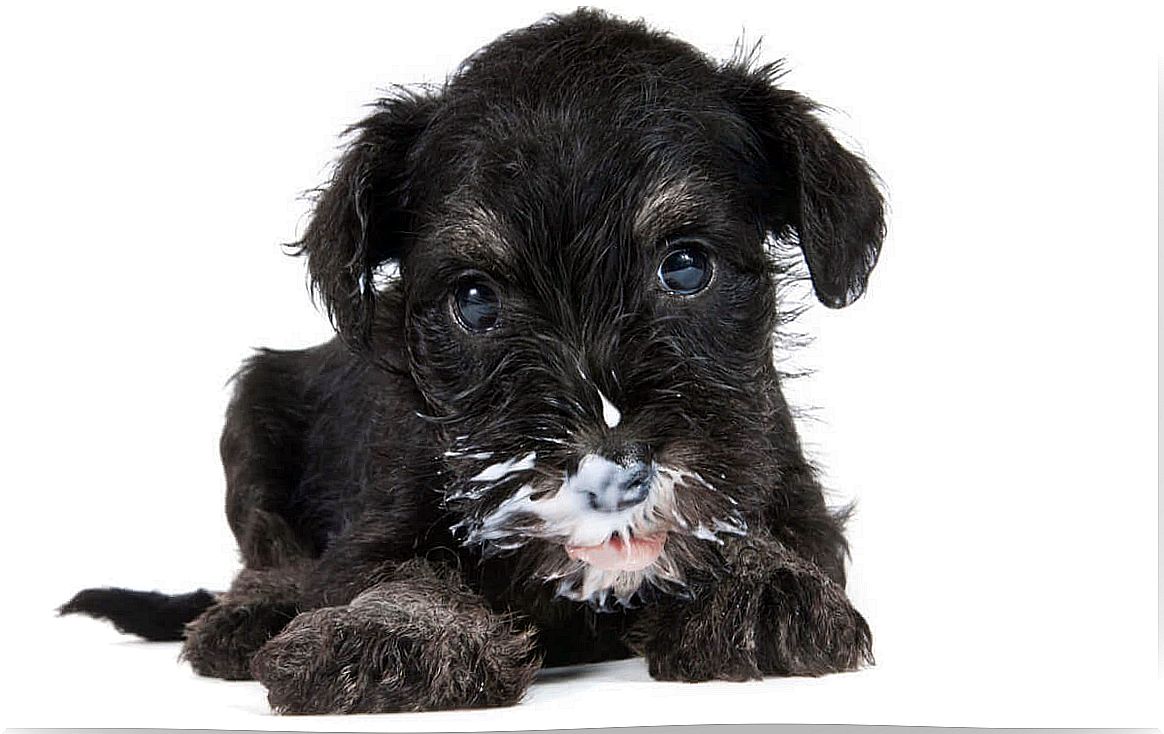 A puppy drinking milk.