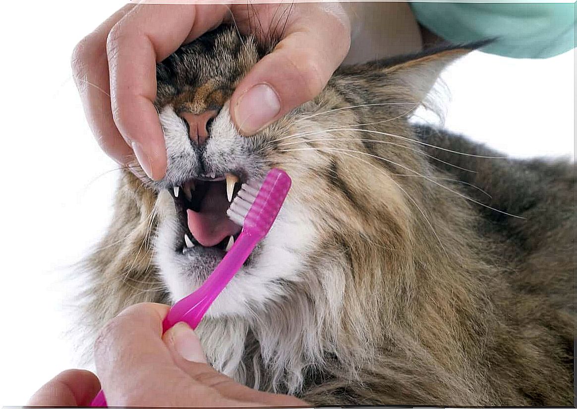 Why is it important to take care of a cat's teeth?