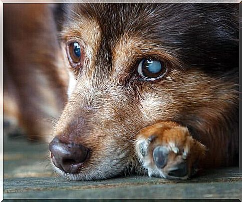 dog with cataract 