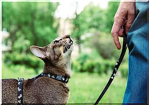 cat with collar