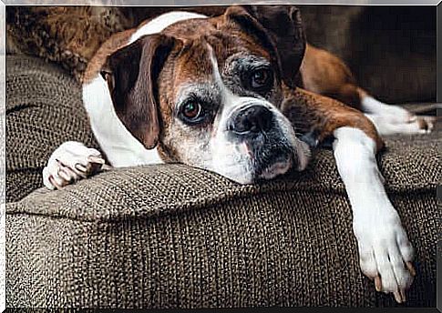 dog lying on the couch