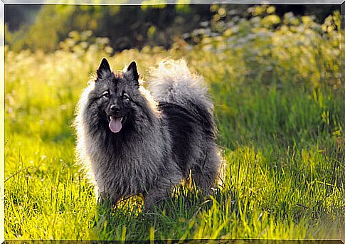 Characteristics of Keeshond puppies.  Find out what they are like!