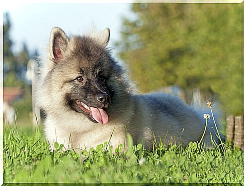 keeshond dog