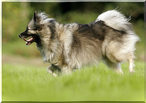 running keeshond dog