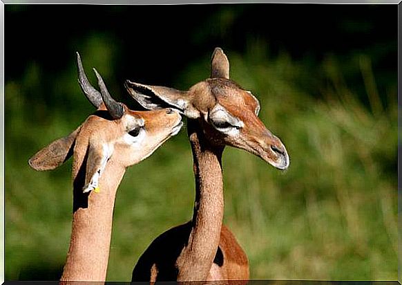 Clarke's Gazelle Habitat