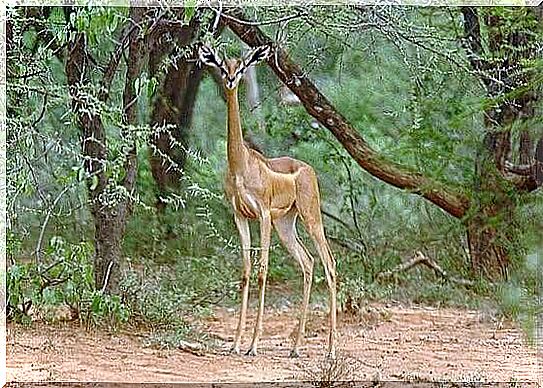 Clarke's Gazelle in her habitat