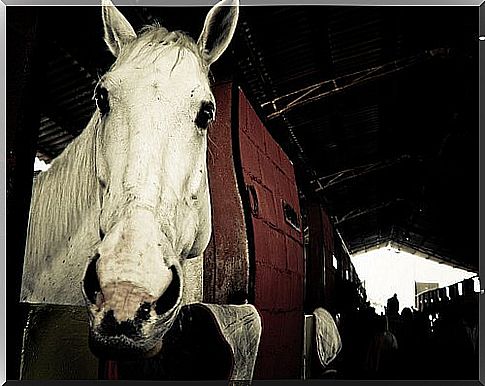 horse head in stable