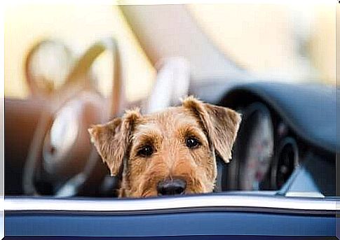 dog alone in car