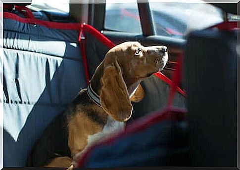 dog locked in car