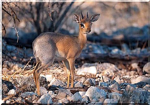 Conservation and protection of silver dik-dik