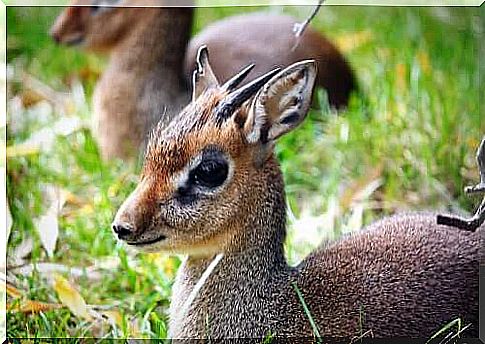 Silver dik-dik protection