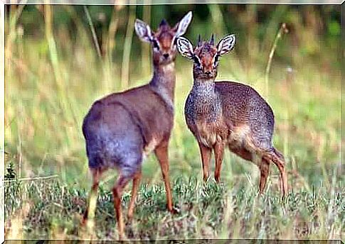 silver dik-dik specimens