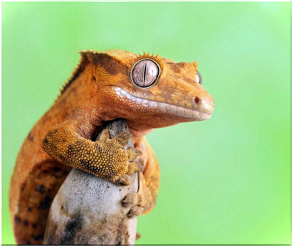 Crested gecko: care and characteristics