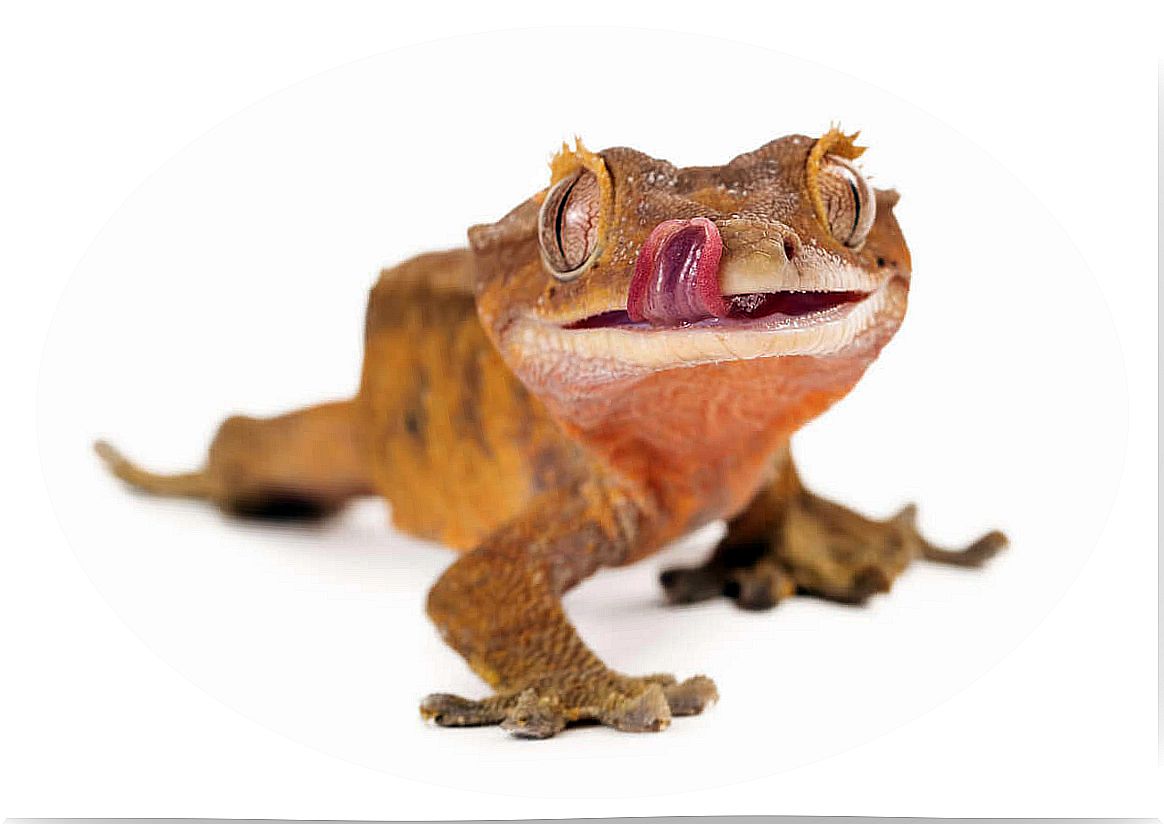 Crested gecko: care and characteristics