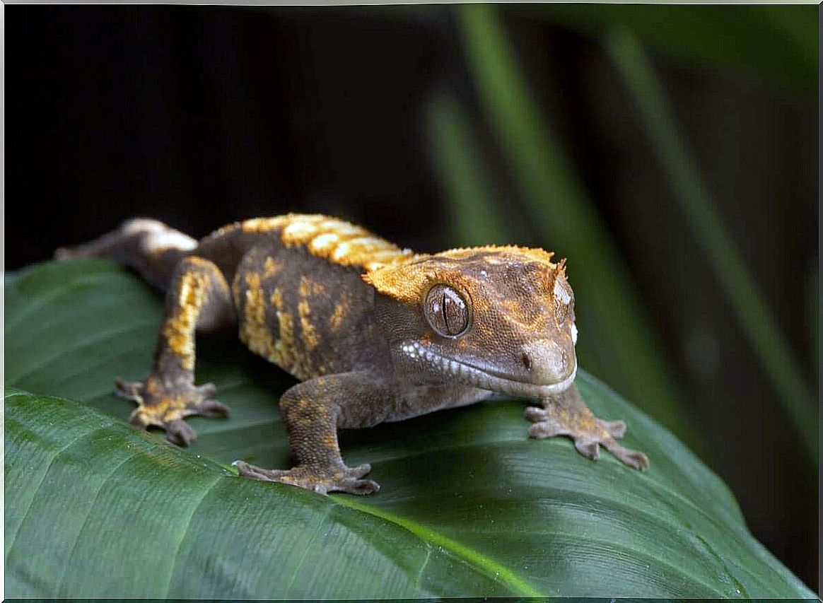 Crested gecko: care and characteristics