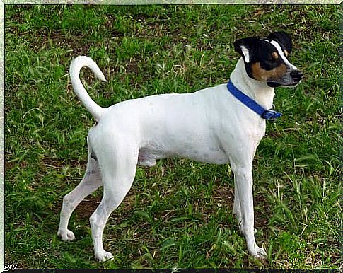 White dog with black and brown details attentive in the grass.