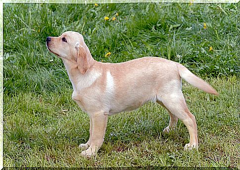 Beige puppy on a lawn