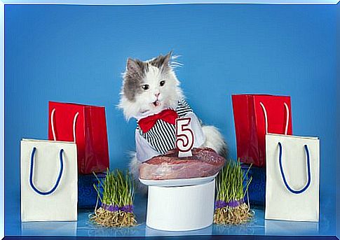 Delicious meat loaf for your cat