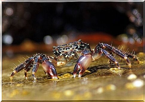 common crab