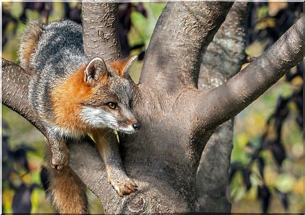 Differences between wolves, foxes and coyotes