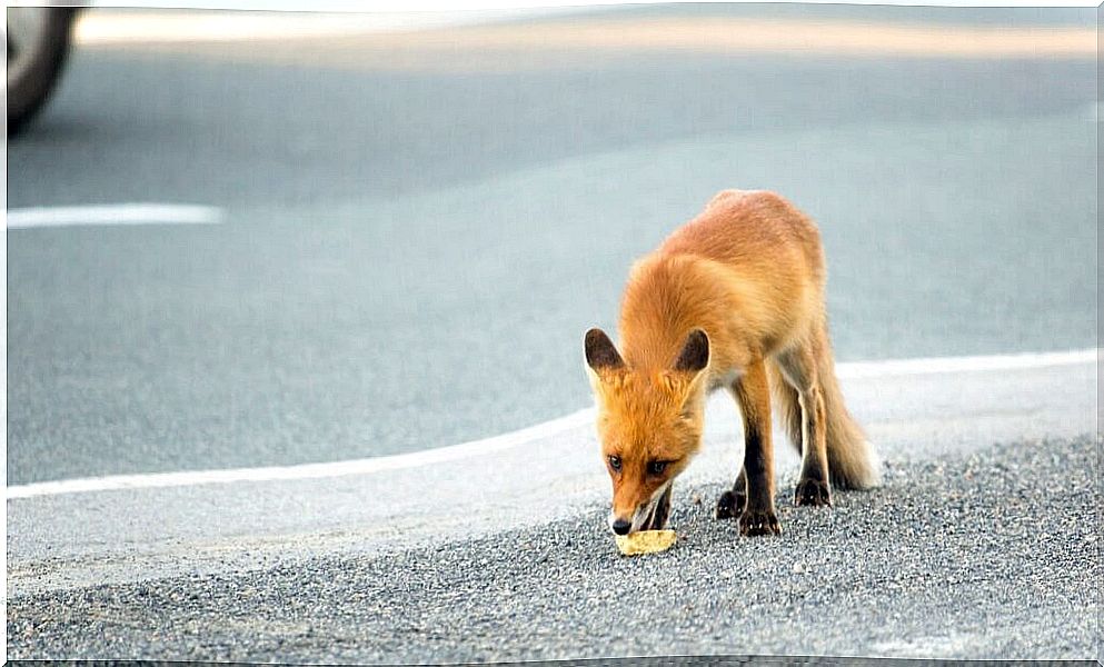 Raposa urbana comendo lixo.