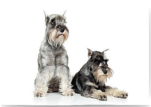 Discover the magnificent Schnauzer